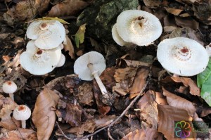 lepiota cristata